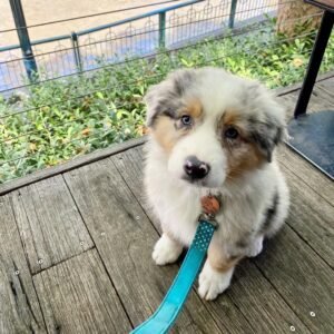 Aspen