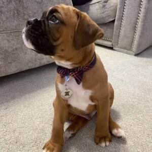 Bailey