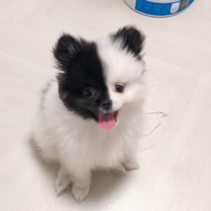 Pomeranio