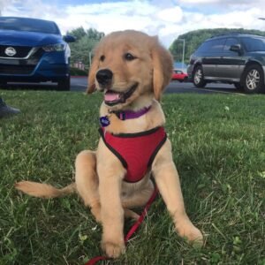 Golden Retriever