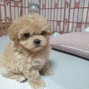 Maltipoo