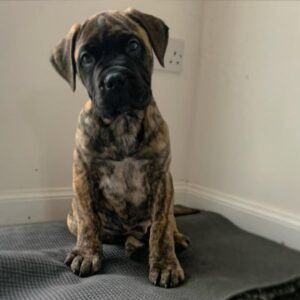 Bullmastiff
