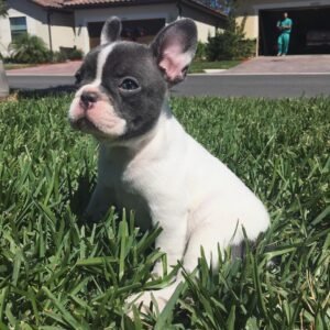 Charly