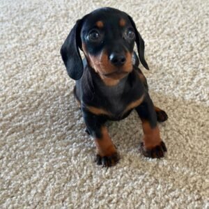 Daisy