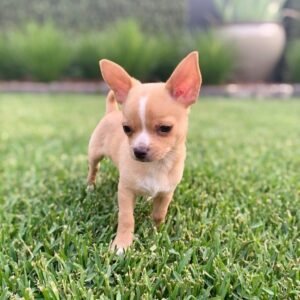 Edie