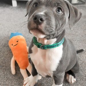 Pitbull