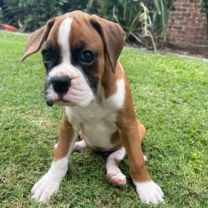Gemma