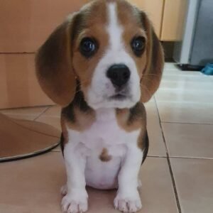 Gigi
