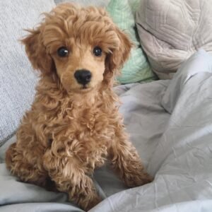 Caniche