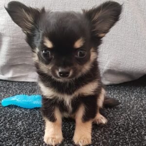 Kiko