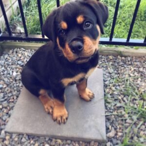 Rottweiler