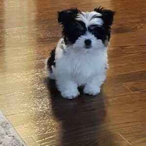 Lexi