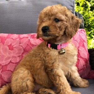 Lolita