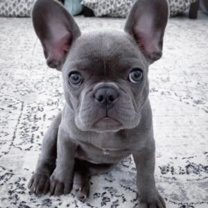 Loulou