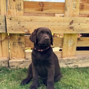 Labrador