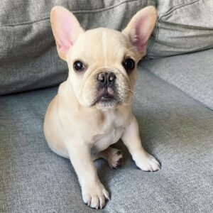 Bulldog francés