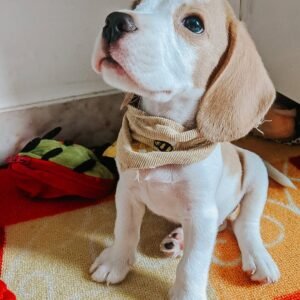 Beagle