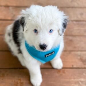 Milo