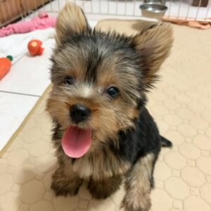 Mochie