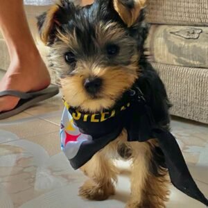 Yorkie
