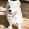 Mylo