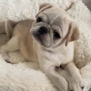 Pug