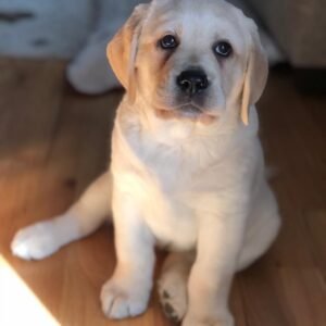 Riley