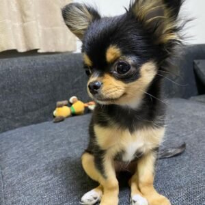 Chihuahua