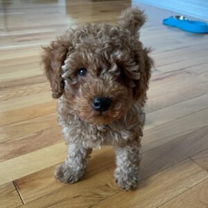 Theodore