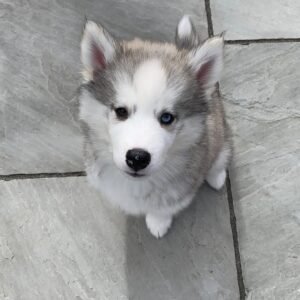 Husky siberiano